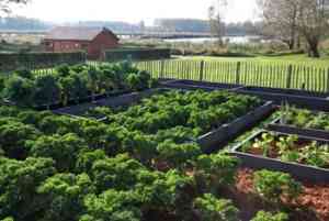 tuinaanleg-en-tuinonderhoud_rumst_Horta_Reet_-_tuin-dier-decoratie_3.jpg