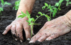 tuinaanleg-en-tuinonderhoud_rumst_Horta_Reet_-_tuin-dier-decoratie_5.jpg