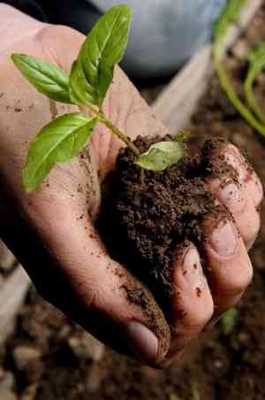 tuinaanleg-en-tuinonderhoud_rumst_Horta_Reet_-_tuin-dier-decoratie_2.jpg