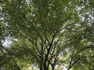 tuinaanleg-en-tuinonderhoud_brugge_TG-Caljon_3.jpg