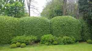 tuinaanleg-en-tuinonderhoud_torhout_Tuinen_Dries_3.jpg