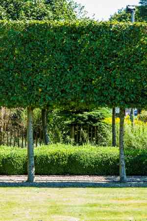 tuinaanleg-en-tuinonderhoud_damme_Watelle_Bvba_4.jpg