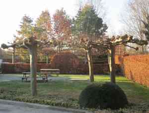 tuinaanleg-en-tuinonderhoud_nazareth_Buitenprojects_3.jpg