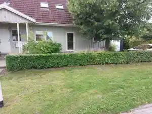 boomverzorging_dinteloord_Sunflower_Garden_4.jpg