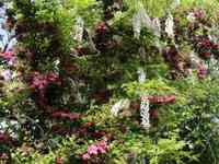 tuinaanleg-en-tuinonderhoud_mol_Jardinerie_Geys_/_Michel_2.jpg
