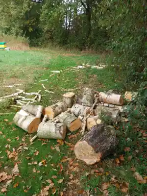 boomverzorging_heusden-asten_OIS_dienstverlening__3.jpg