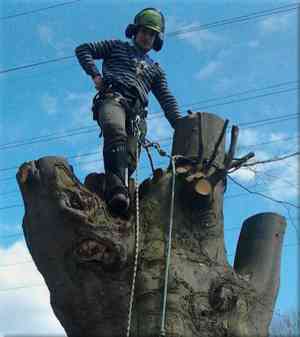 tuinaanleg-en-tuinonderhoud_alken_Artecta-boomverzorging_4.jpg