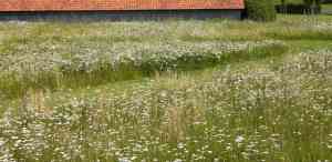 tuinaanleg-en-tuinonderhoud_kapellen_Jan_Joris_TuinArchitectuur_Gent_3.jpg