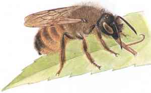ongediertebestrijder_bilthoven_Jan_van_der_Werf-_Insectenbestrijding_2.jpg