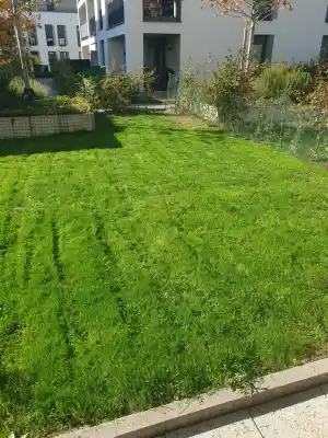 Rasen Reparieren.jpg