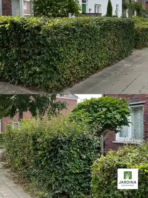 hovenier_nijmegen_Jardina_Hoveniers__5.jpg