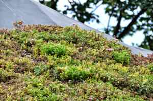 dakdekker_heist-op-den-berg_DW_Roof_4.jpg