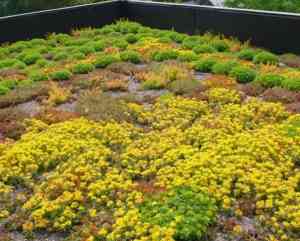 dakdekker_sint-truiden-velm_Eco_Groendak_4.jpg