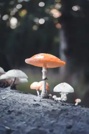 grafisch-ontwerper_zaandijk_Mariska_Heijnen_7.jpg