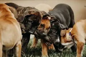 Hunde 🐕 .jpg