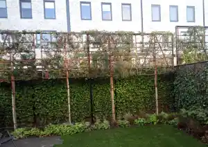 hovenier_bergen-op-zoom_Wesley_Adler_Services__4.jpg