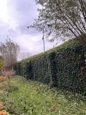 boomverzorging_rotterdam_Bokhoveniers_5.jpg