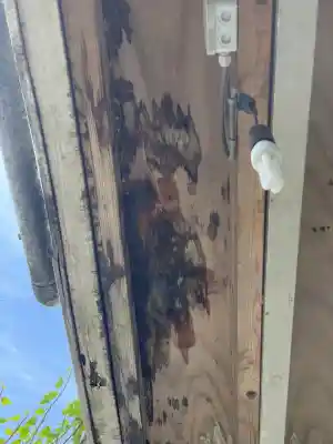 Houtrot Balkon.jpg