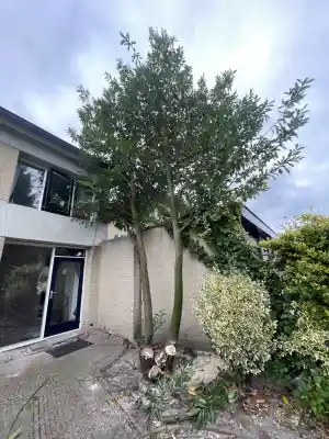 hovenier_utrecht_De_Groene_Beschermer_4.jpg