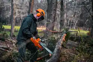 hovenier_harderwijk_Arbor-vitaeboomverzorging_3.jpg