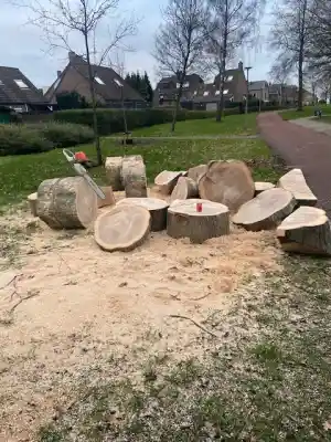 hovenier_harderwijk_Arbor-vitaeboomverzorging_7.jpg
