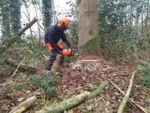 hovenier_harderwijk_Arbor-vitaeboomverzorging_5.jpg