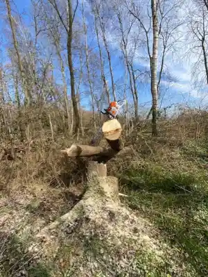 hovenier_harderwijk_Arbor-vitaeboomverzorging_4.jpg