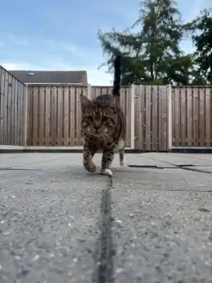 KorAlb Schilderbedrijf.jpg