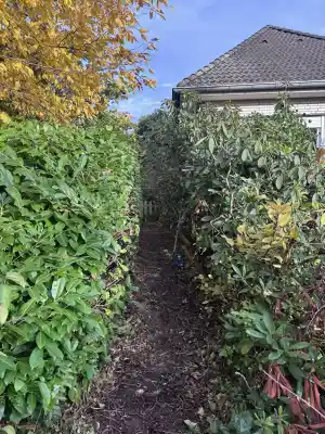 Stark verwilderte Hecke.jpg