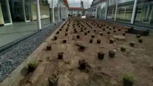 hovenier_nijmegen_TerraTop_3.jpg