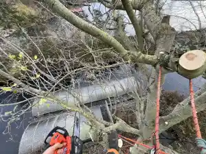 boomverzorging_nunspeet_Fluister_Groen_3.jpg