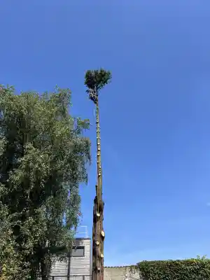 Grote spar in kleine tuin.jpg