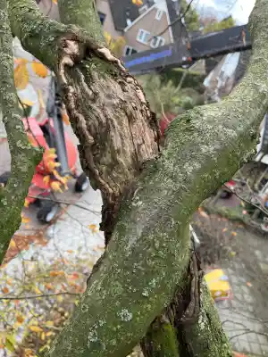 150 jarige beuk snoeien.jpg