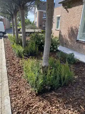 boomverzorging_heteren_Betuwe_hoveniers_3.jpg