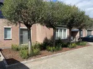 boomverzorging_heteren_Betuwe_hoveniers_2.jpg