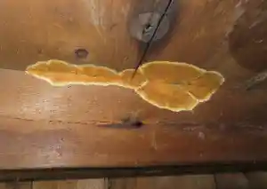 Bouwkundige inspectie bij houtaantasting en schimmelvorming.jpg