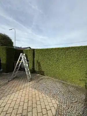 Formschnitt & Rückschnitt .jpg