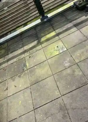 Reiniging zonnepanelen en terras.jpg