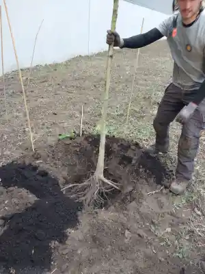 Aanplant jonge bomen.jpg