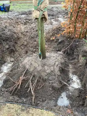 Verplanten bomen Waregem.jpg