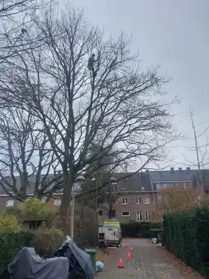 Snoeien dood hout + beperkte kroonreductie.jpg