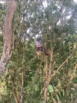 Snoeien veterane eik op golfterrein Ter Vuren.jpg