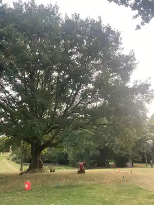 Snoeien veterane eik op golfterrein Ter Vuren.jpg