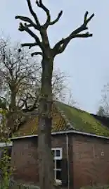 boomverzorging_goutum_De_lange_bomen_2.jpg