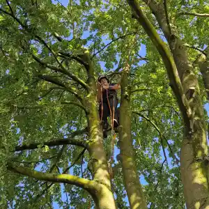 Honcoop Boomverzorging.jpg