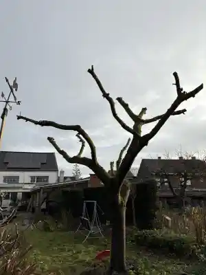 tuinaanleg-en-tuinonderhoud_ninove-pollare_JS-Tuinen_3.jpg