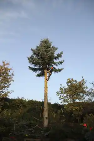 tuinaanleg-en-tuinonderhoud_ninove-pollare_JS-Tuinen_6.jpg