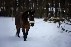 Schneefotoshooting Hund und Pferd.jpg