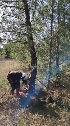 reformas_galapagar_Poda_y_Tala_TALANDO_-_Poda_de_Árboles_Madrid_5.jpg