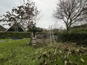 snoeien van plantaan .jpg